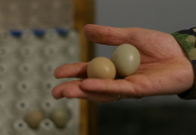 Każde jajo musi być starannie oczyszczone, oznakowane i ułożone w specjalnie do tego przygotowanym miejscu.