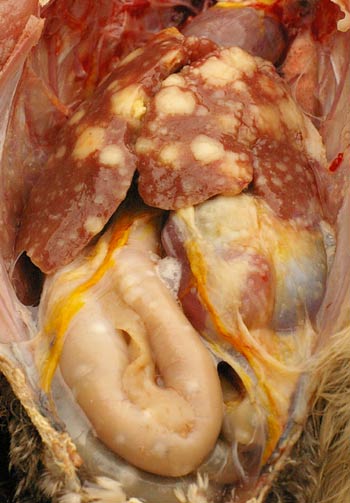 Gruźlica drobiu, objawy kliniczne narządów wewnętrznych