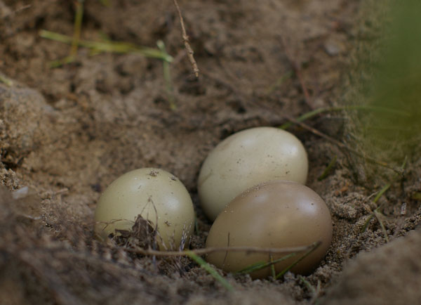 Jaja bażanta złożone w gnieździe