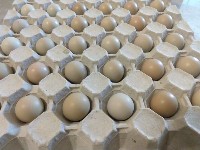 Jaja lęgowe kuropatwy