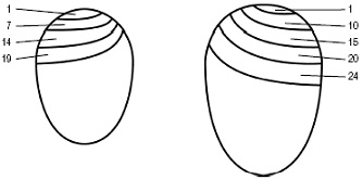 Rysunek, Zmiana wielkości komory powietrznej w jaju podczas inkubacji 